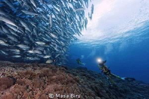 jack fish and divers by Masa Biru 